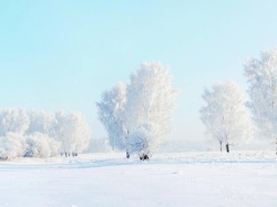 Красивые деревья в снегу